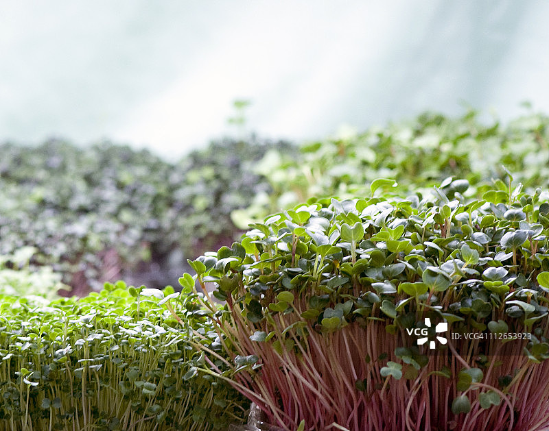 新鲜豆芽图片素材
