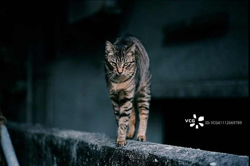 猫咪弓背站立图片素材