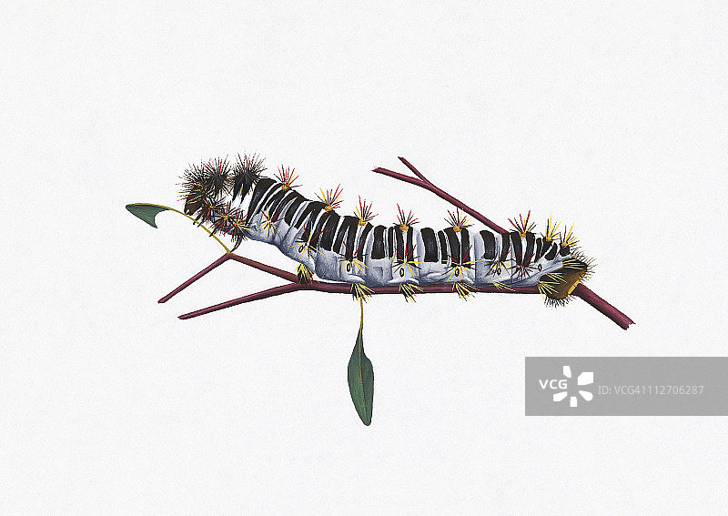 白茎桉蛾毛毛虫在茎上插画图片素材