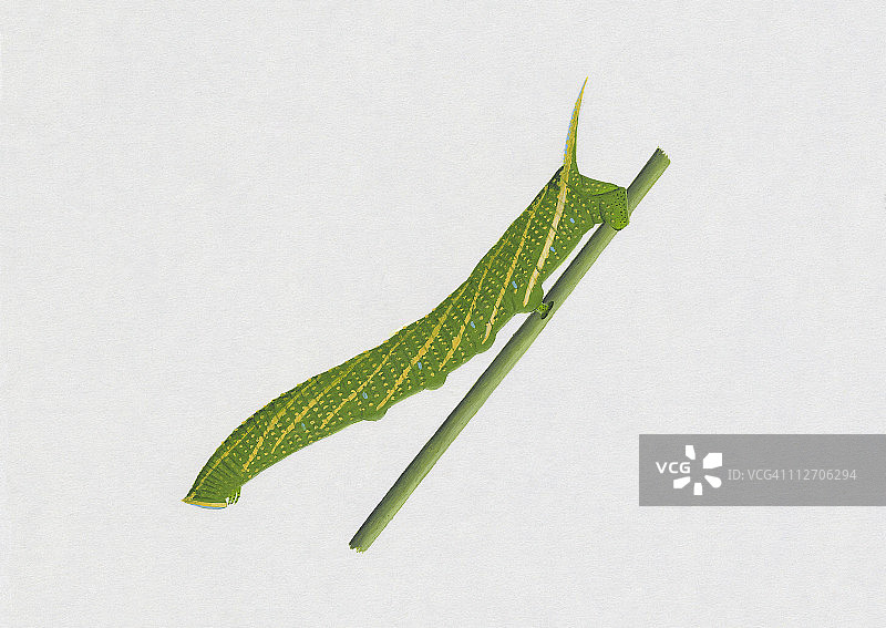 条纹天蛾幼虫在绿茎上的图示图片素材