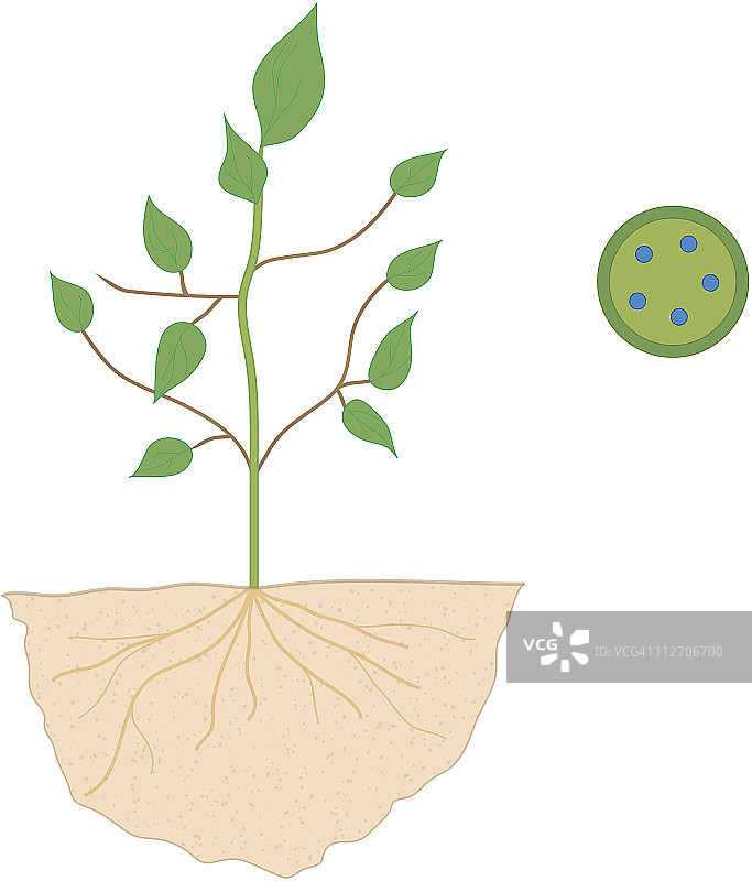 植物根在土壤中的横截面数字插图，以及显示水如何通过茎中称为木质部的管子抽吸的插图图片素材
