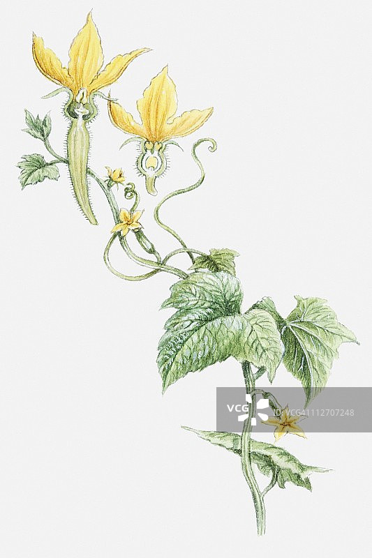 黄瓜植物的雄花、雌花与叶子插画图片素材