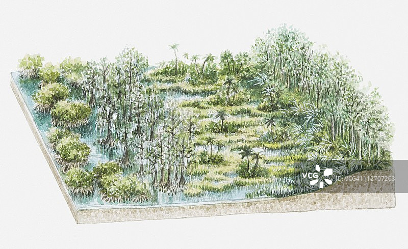 包含落羽杉、锯齿草和红树林的沼泽植物群插画图片素材