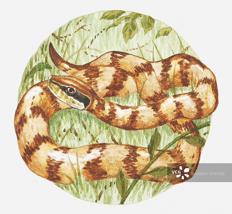 水中棉蛇在草丛中插图图片素材