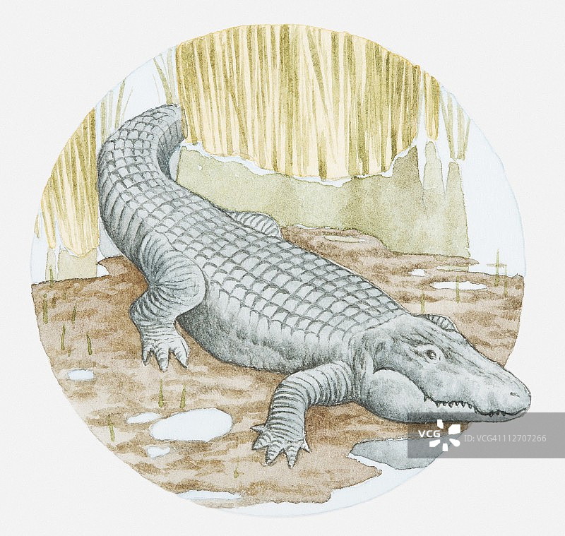 短吻鳄在泥泞岸边的插画图片素材