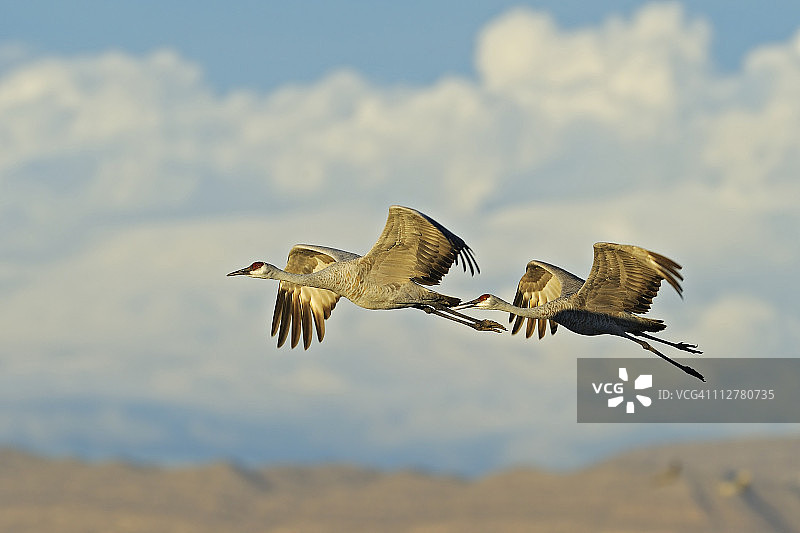 沙丘鹤图片素材