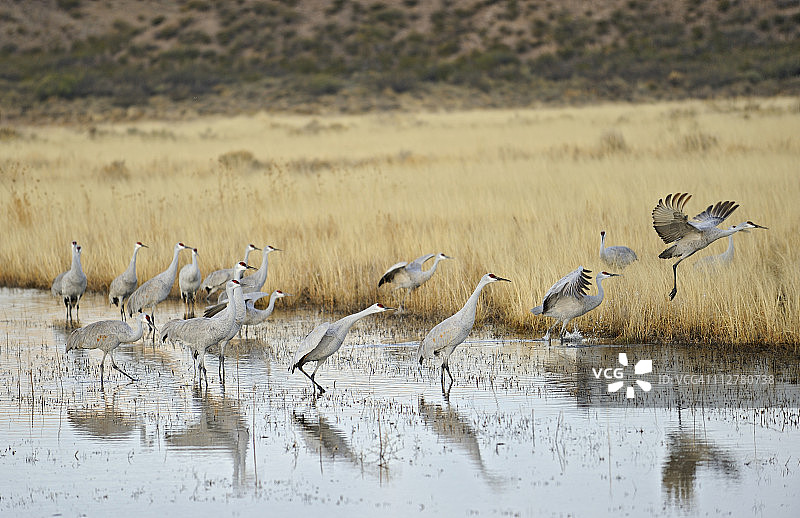 沙丘鹤图片素材