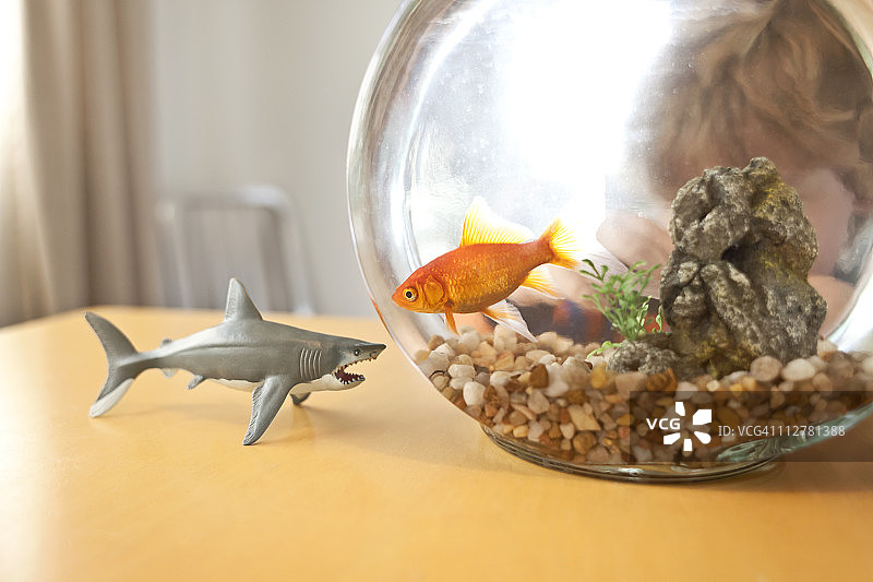 金鱼看着碗外的玩具鲨鱼图片素材