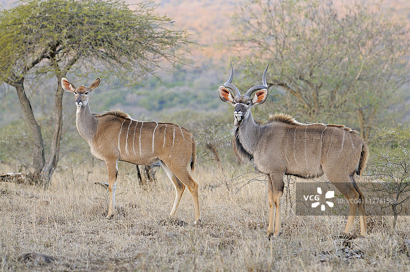 大角斑羚图片素材