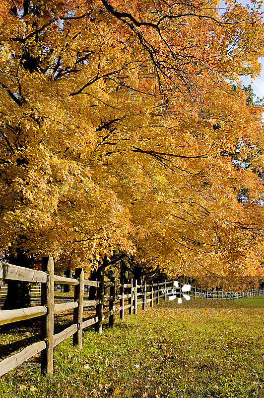 栅栏边的秋树图片素材