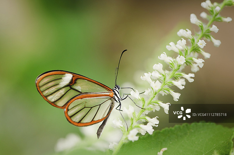 透翅蝶图片素材