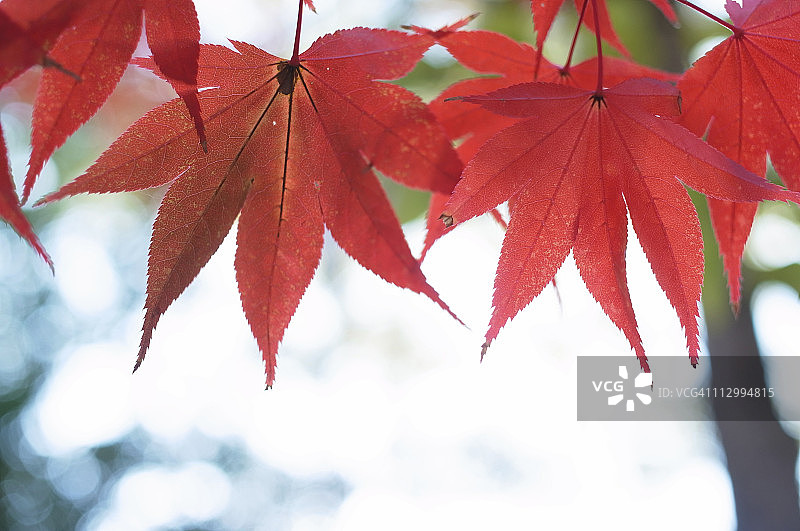 红色的叶子图片素材