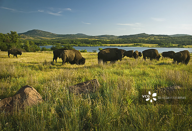威奇托山的美洲野牛图片素材