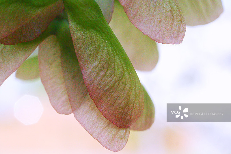 直升机种子图片素材