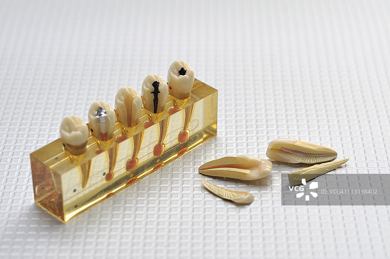 牙科模型图片素材