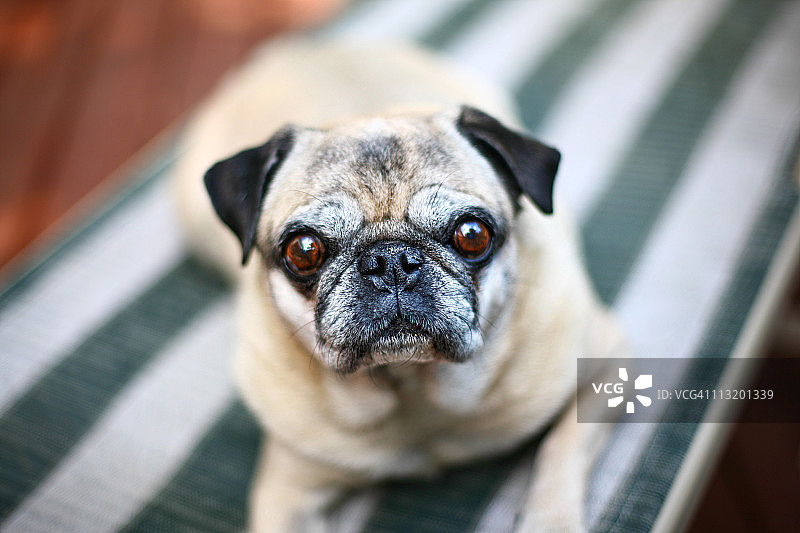 在芝加哥夏日慵懒星期天休息的哈巴狗图片素材