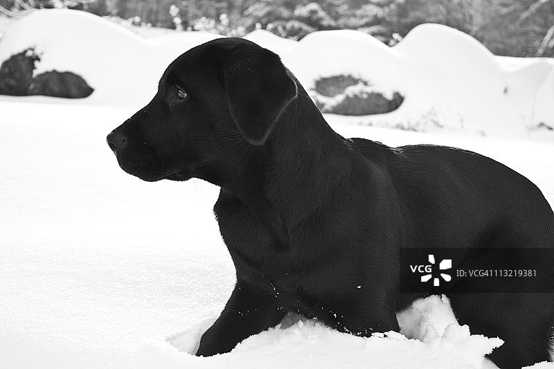 在缅因州，一只黑色拉布拉多寻回犬幼犬在冬季的户外雪地里玩耍图片素材