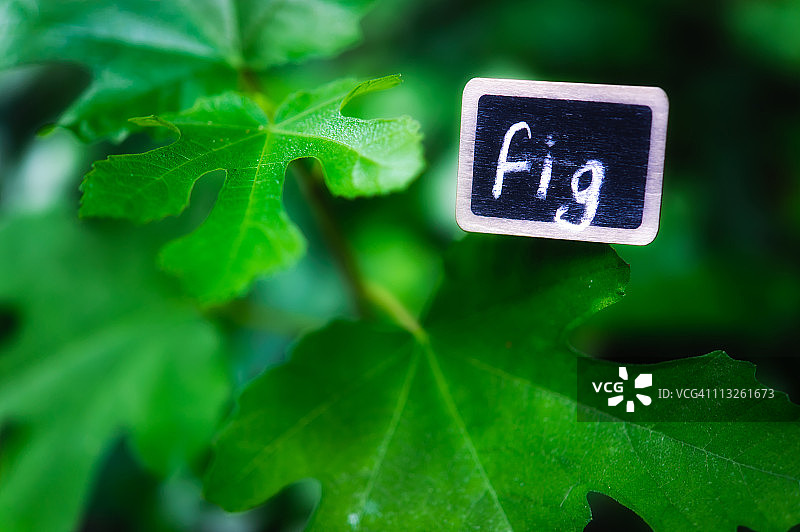 无花果树叶和带有名称的石板标签图片素材