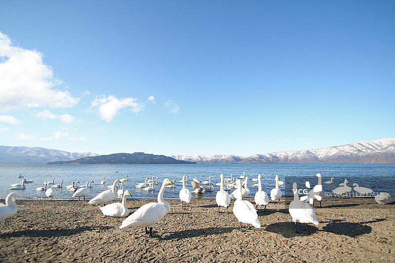 大天鹅图片素材