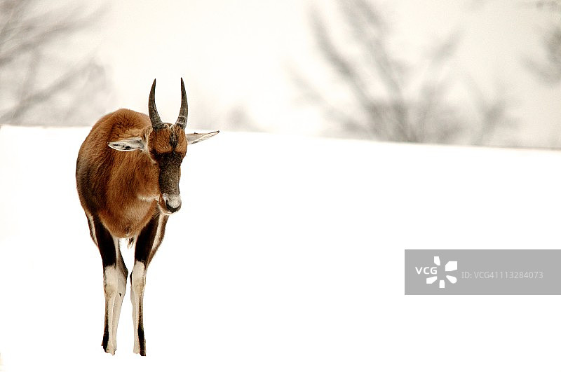 白面狷羚图片素材