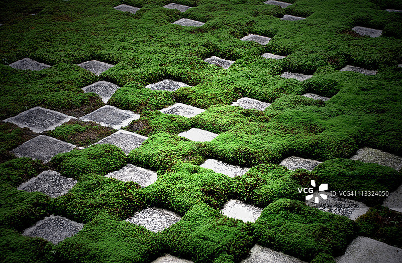 长满苔藓的石板路图片素材