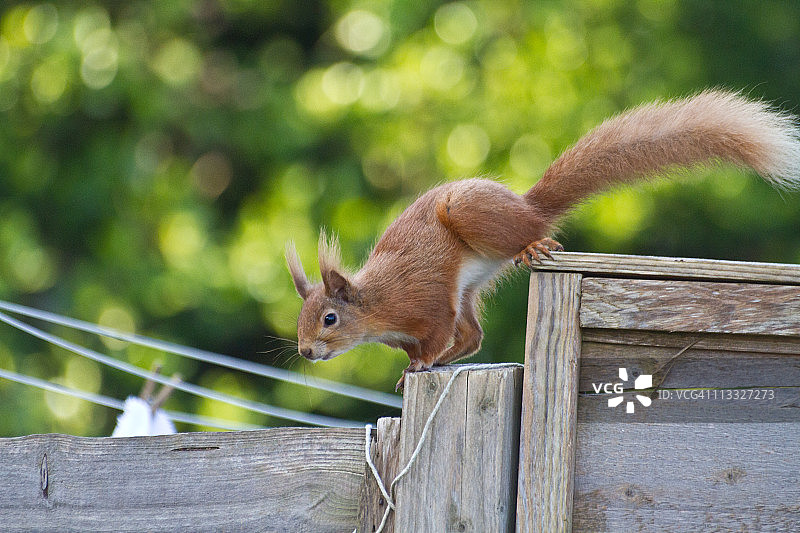 红松鼠的动作图片素材