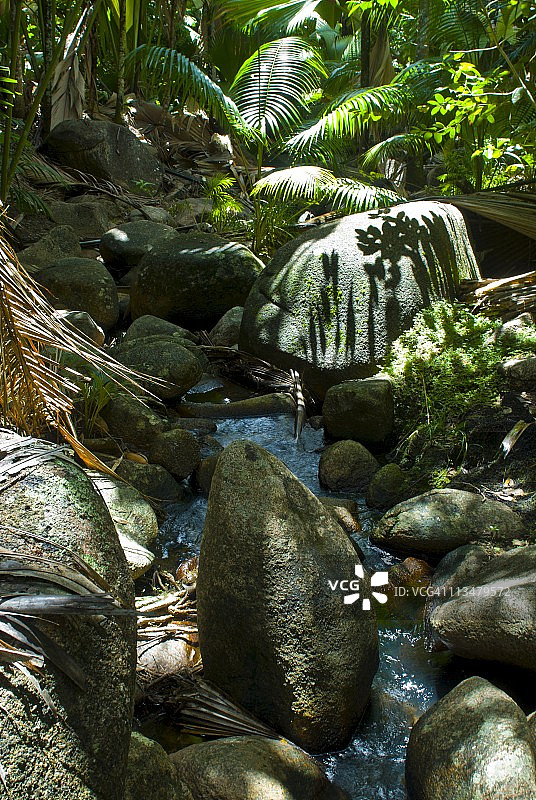 非洲塞舌尔普拉兰岛五月谷联合国教科文组织世界遗产丛林中的壮丽岩石图片素材