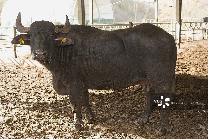 用于生产马苏里拉奶酪的美洲野牛图片素材
