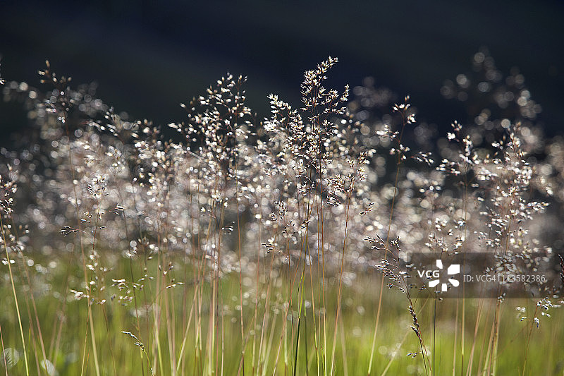 高高的草和花粉图片素材