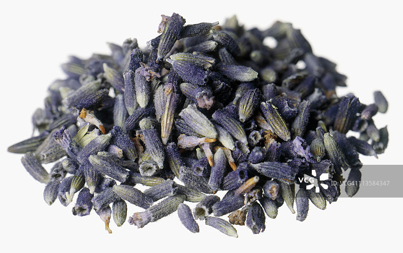 白色背景上的薰衣草剪影图片素材