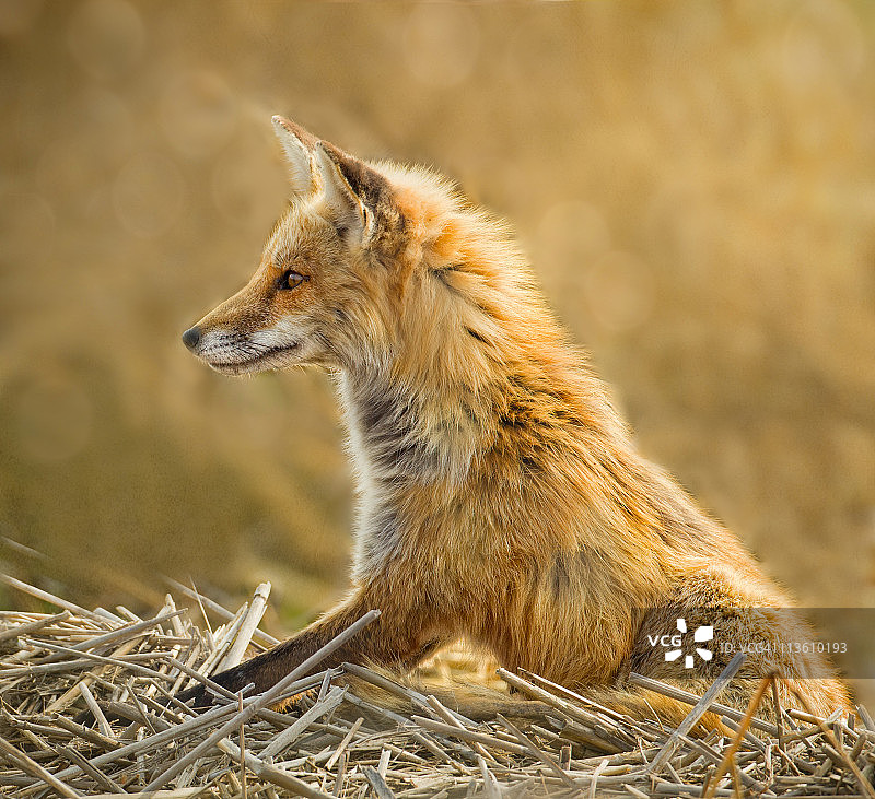 性感女郎图片素材