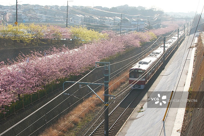 樱花与火车图片素材