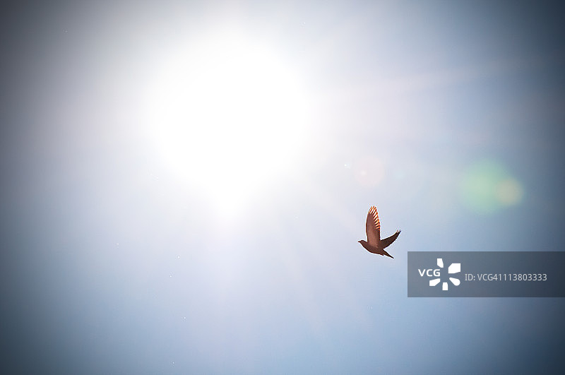 沐浴在阳光下图片素材