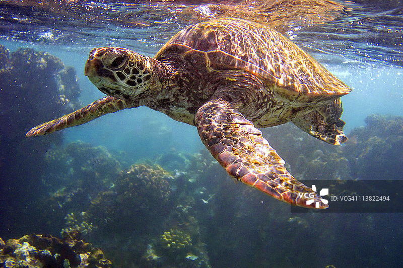2003年毛伊岛与夏威夷海龟一同浮潜图片素材