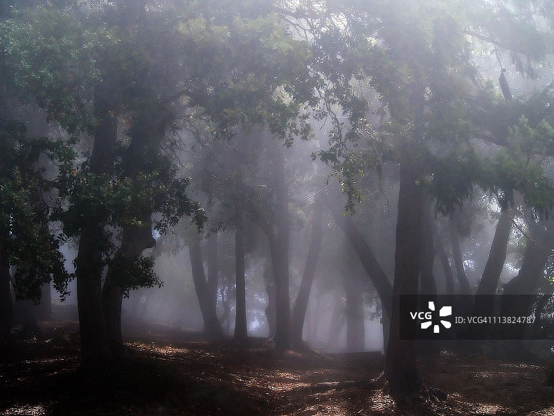 晨雾中的森林图片素材