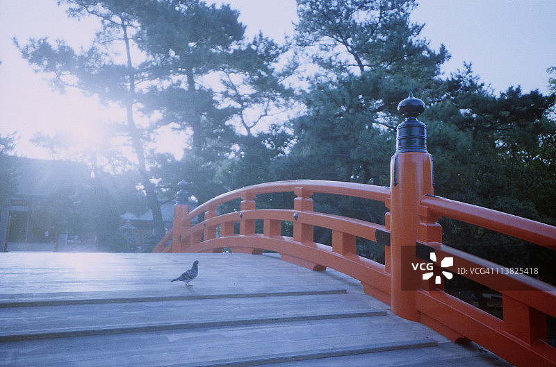 神殿中的鸽子图片素材