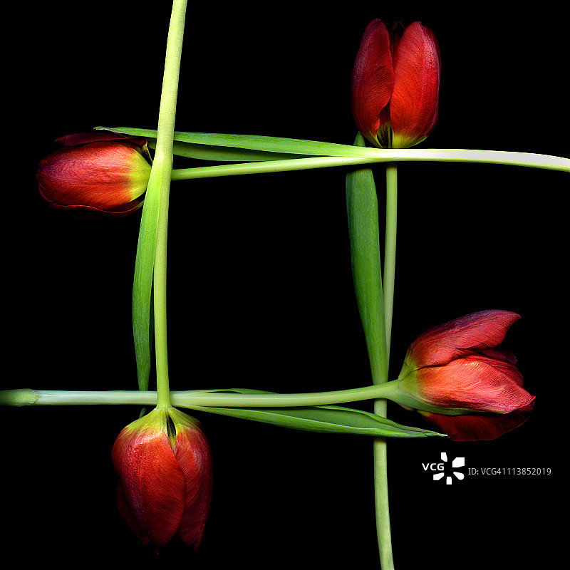 方形红色郁金香图片素材