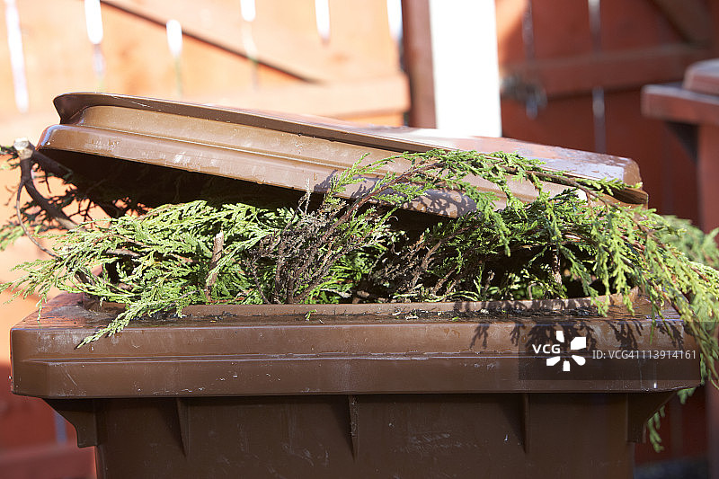 回收箱中的金钟柏树篱剪 cuttings图片素材