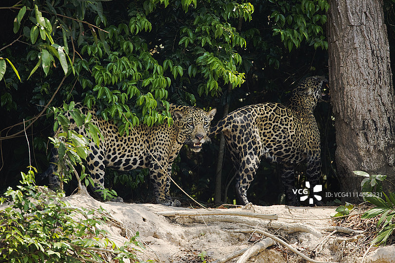 一对美洲虎交配图片素材