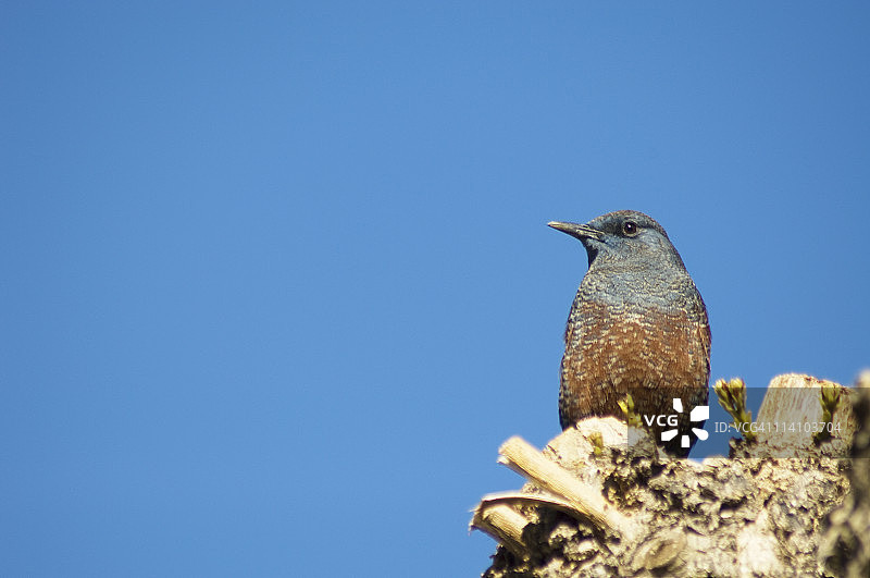蓝矶鸫在树上图片素材