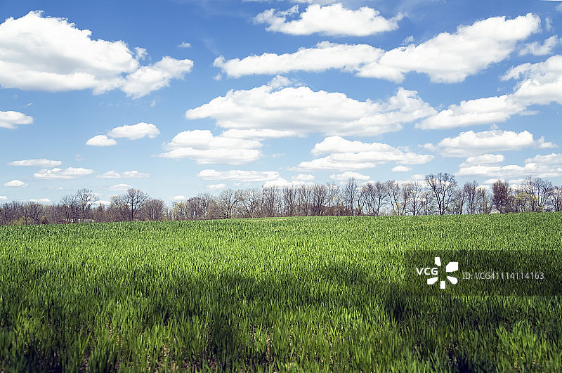 冬小麦田野图片素材