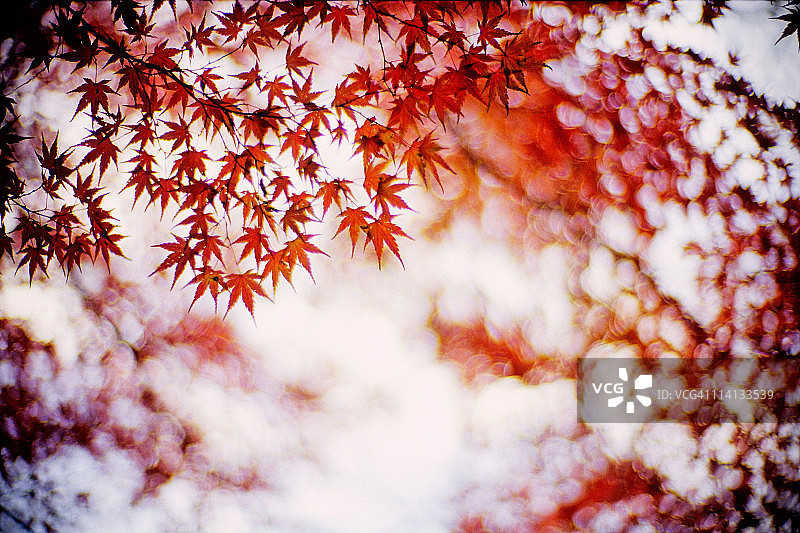 星光点点的秋叶与散景图片素材