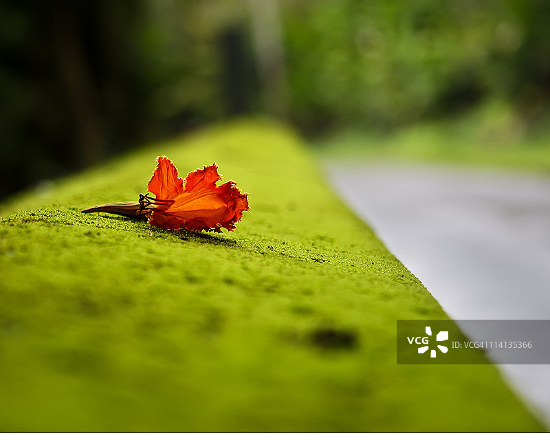 爱 Lies Bleeding图片素材