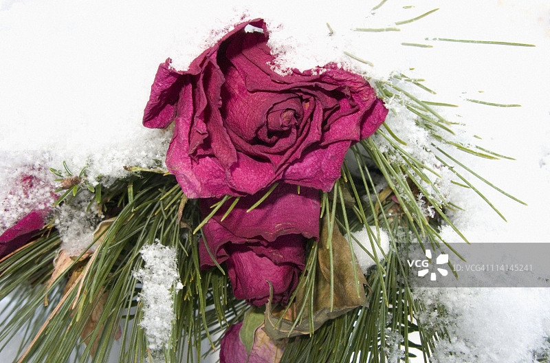 雪地里的红玫瑰图片素材