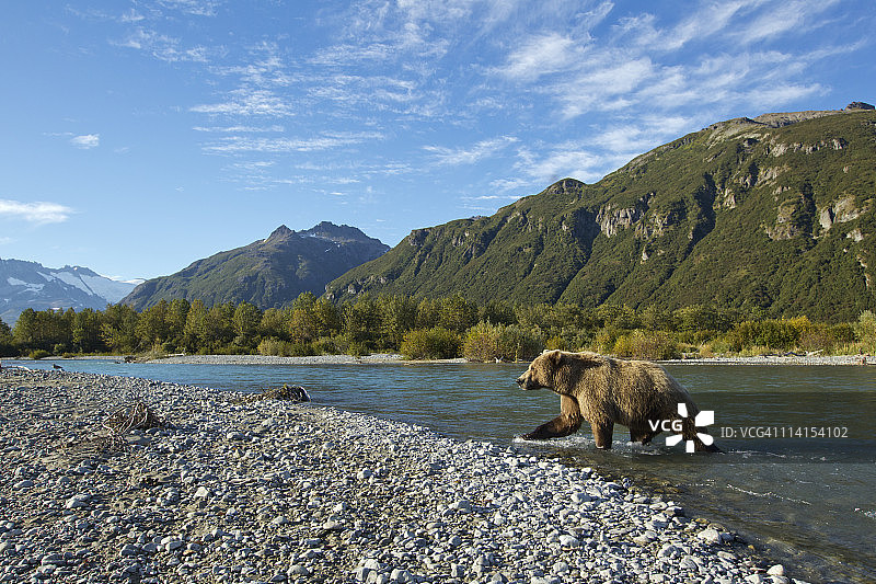 阿拉斯加卡特迈国家公园，棕熊图片素材