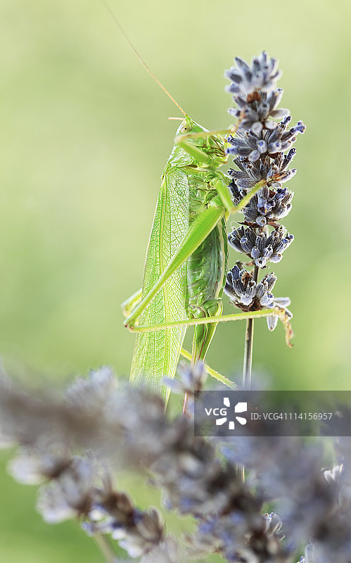 蚱蜢图片素材
