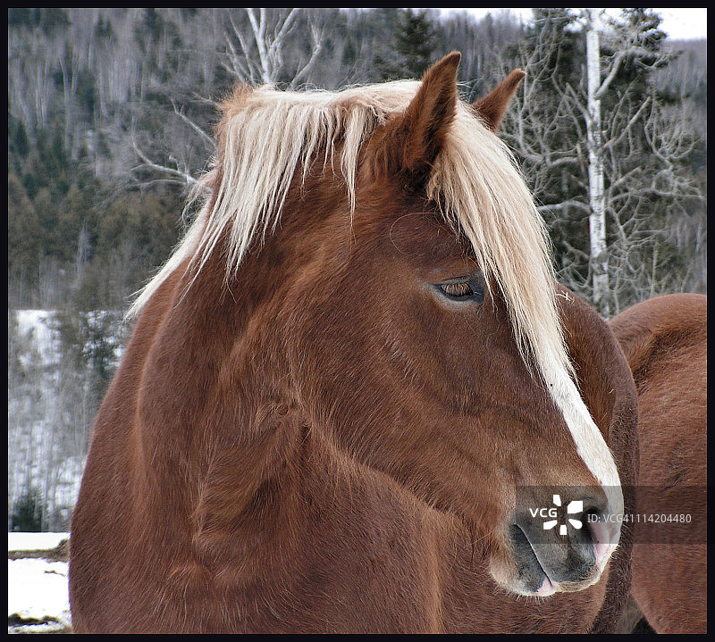 比利时马的侧面轮廓图片素材