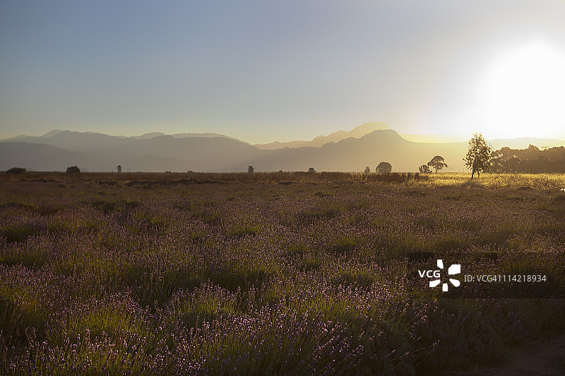薰衣草田图片素材