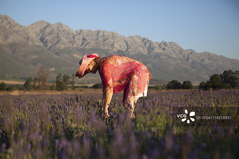 正在收割薰衣草的女人图片素材