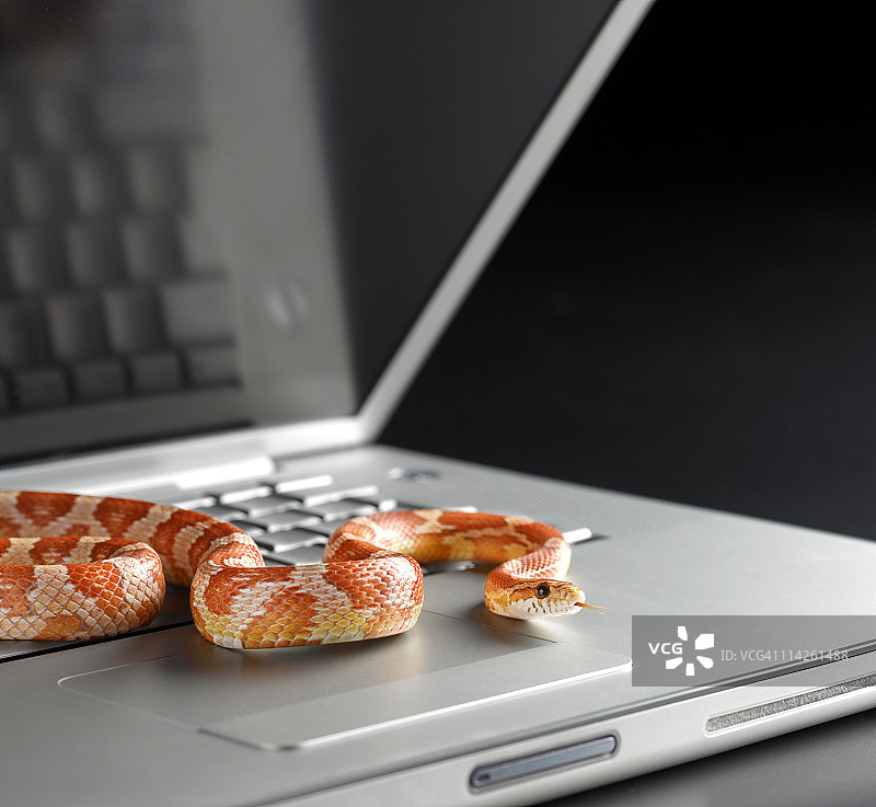 从笔记本电脑中探出的玉米蛇图片素材